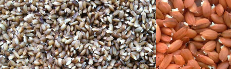 哈尔滨水稻育种机总代理批发兼零售，哈尔滨购网www.hrbgw.com送货上门,水稻育种机哈尔滨最低价格批发零售,哈尔滨购物网,哈尔滨购物送货上门。