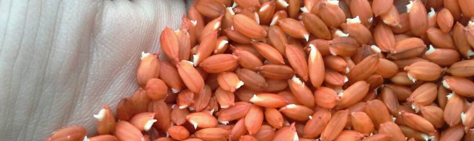 哈尔滨水稻育种机总代理批发兼零售，哈尔滨购网www.hrbgw.com送货上门,水稻育种机哈尔滨最低价格